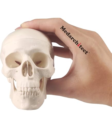 Mini-Totenkopf-Modell Aus Kunstharz – Anatomisch, Zerlegbar, Für Medizin & Lehre