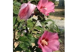 ARBORIX, PLUS VERT - MOINS CHER Hibiscus Syriacus Pink Giant ('Flogi')- Mauve en arbre 'Pink Giant' 40-60 cm en conteneur
