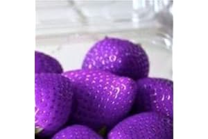 Benoon Semi Di Fragola, 1 Sacchetto Di Semi Di Fragola Prolifici Semi Di Frutta Naturali A Colori Misti Per Cortile Viola Semi di fragola