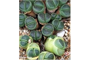 EXOTIC PLANTS Lithops olivacea C112 - lebender Stein - 10 Samen