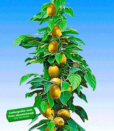 BALDUR-Garten Säulen-Kiwi 'Issai®', 1 Pflanze