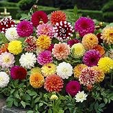 Mutlu Paket Karışık Renkli Bodur Mignon Dahlia &Ccedil;i&ccedil;eği Tohumu (80 tohum)