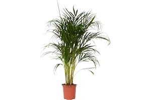 Plant in a Box - Dypsis Lutescens - Plante d'interieur - Palmier Areca - Palmier Papillon - Pot 21cm - Hauteur 100-120cm
