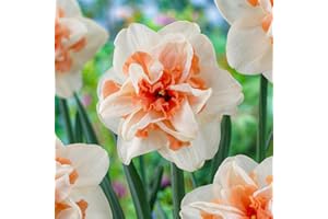 DUTCH BULBS EXCLUSIVE PLANTS FROM HOLLAND Bulbos de narciso Delnashaugh (25 piezas), bulbos de narciso perennes, resistentes y fragantes de Holanda para jardín y maceta (sin semillas, no artificiales)