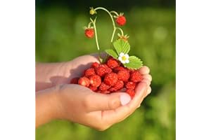 LEGUTKO Wild Strawberry Rugia Samen - Wald-Erdbeere