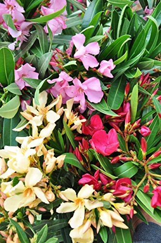 Palmenmann Oleander (zweifarbig) – Nerium oleander - 6