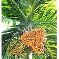 Cloud Farm Betel Nut Hybrid Live Plant-Grown From Specially Sorted Big Size Nut-Plant Height is about 2 Feet.[CF27]