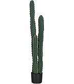 monstera deliciosa zimmerpflanze Monstera Deliciosa | Kaufen Sie seltene Pflanzen online main image 1