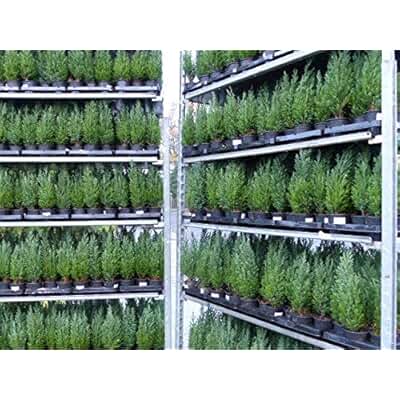 Suchergebnis auf Amazon.de für: Zypressen: Garten