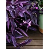 Videolu Mor Telgraf &Ccedil;i&ccedil;eği 1 Adet Saksılı/T&uuml;pl&uuml; 10-20Cm İ&ccedil; Mekan Bitkisi (Tradescantia Pallida)
