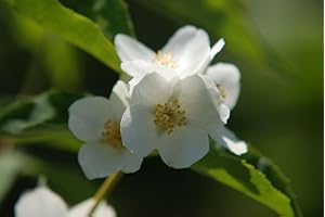 BAUMSCHULE GOLD Pfeifenstrauch, Bauernjasmin, Philadelphus coronarius 60-100 cm