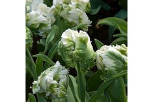 BRKENT Bulbi Tulipani Bulbi Perenni Resistenti Fiori Da Balcone Fioriere Per Tulipani Bulbi Winterling Piante Esotiche Fresche Coprisuolo Bouquet Di Fiori 10 Bulbi Di Tulipano Bianco Verde