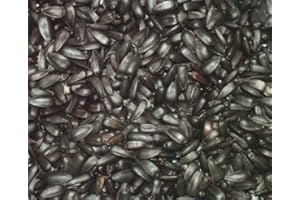 QEEROYO 25 kg Dawn Chorus Black Sunflower Seeds For Wild Birds (12.5 kg x 2)