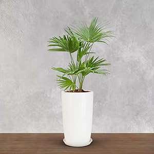 BonKaso 18 inch Solid White Flower Pot – Tall, Durable & Lightweight Polymer Tower Planter for Indoor & Outdoor Use: Home, Office, Garden & Balcony (Gamla/Gamale)