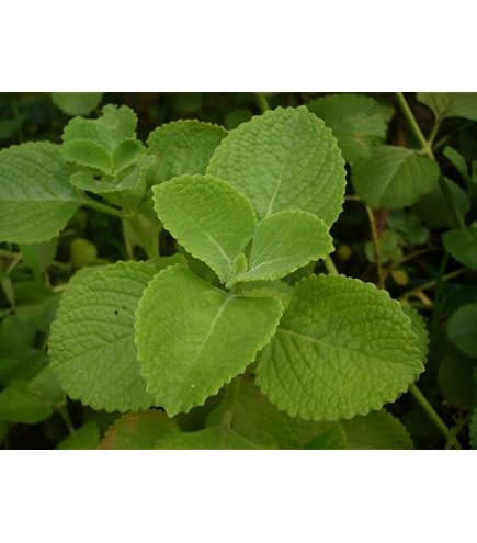 Ajwain/Omam/Oma/Ayamodakam/Jowan Plant | Ayurvedic Medicinal Plants -  Trachyspermum Ammi, Mexican Mint/Carom Seeds/Bishop's Weed : Amazon.in:  Garden & Outdoors