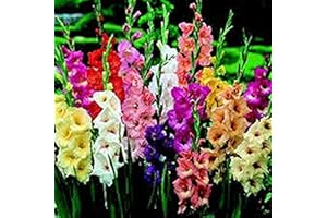 FLOWER FIELD STORY 10 piezas de bulbo de gladiolo pastel mezclado perenne bulbos de gladiolo flores alta tasa de supervivencia paisaje pastoral interior al aire libre listo para plantar