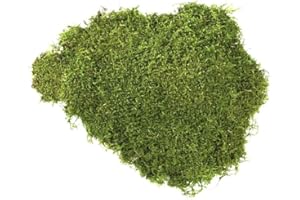 preserved Mousse Plate stabilisée, Mur Vegetal Interieur, Cadre Vegetal, Terrarium, Decoration Naturelle, DIY, Tableau Vegetal, compositions Florales, kokedama (Vert Clair, 50 grammes)