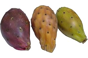 GENERIC 30 Prickly Pear Cactus Seeds Kit – 3 Colors (Green, Orange, Purple) | 10 Seeds Each | Opuntia ficus-Indica Variety Pack