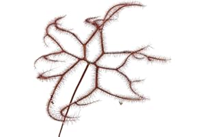 Fangblatt - Drosera Binata "Marston Dragon" - Sonnentau mit gegabelten Blättern - außergewöhnliche fleischfressende Pflanze