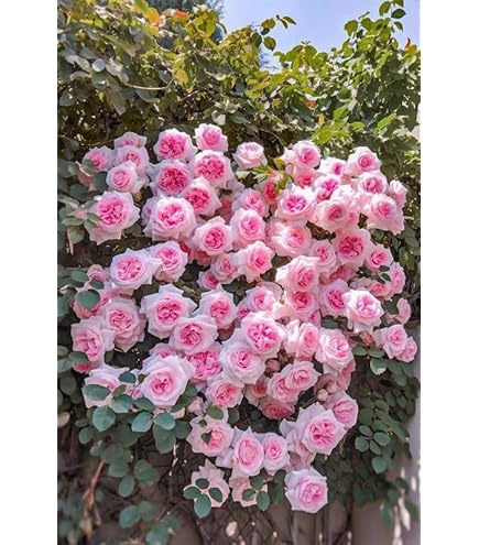 Zxxyanbi Rare Live Combo-3 Colour) Climbing Rose Flower