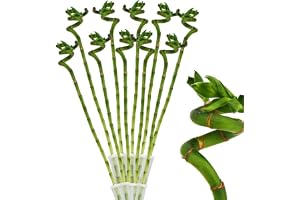 10 x Lucky Bamboo lyckobambu – 50 cm