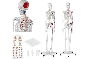 PHYSA WELLNESS & LIFESTYLE Physa Modelo Anatómico De Esqueleto PHY-SK-2 (Tamaño Real 1:1 Con Altura 180 cm, Plástico y Acero Inoxidable, Incluye Cartel y Funda)