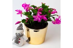 TROPICAL PLANTS UK Christmas Cactus | Schlumberger | Houseplant | 13cm Pot (Purple)