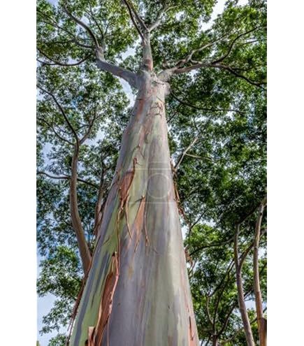 Regenbogenbaum - Eucalyptus deglupta (Bonsai geeignet)- 1000 Samen - :  Amazon.de: Garten