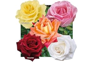 YOUGARDEN You Garden - Garden Rose Collection, 5 x Bare Root Bushes, Tea Rose Hybrid Varieties, Disease Resistant, Easy to Grow - Outdoor Plants for Gardens Patio Plants