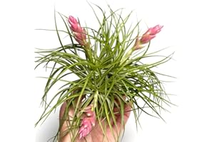 CAMBRIDGE BEE Flowering Tillandsia Cotton Candy Air Plant Live Indoor Plants Terrarium Plants Live Houseplants