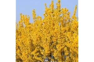GardenersDream Forsythia Lynwood Plant in Pot - Outdoor Garden Ready Hardy Shrub - Deciduous Decorative Garden Plant - Beautiful Flowering Shrub for Gardens (15-25 cm incl. 9 cm Pot)