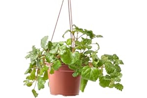 Verdecora Planta del Dinero | Plectranthus | Hiedra Sueca | Planta natural de interior en maceta colgante de Ø13cm | Asociada a la prosperidad económica