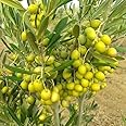 Mphmi Olive, Jaitun - Plant Gardening Olive Jaitun - Plant Backyard Favorite Fruit