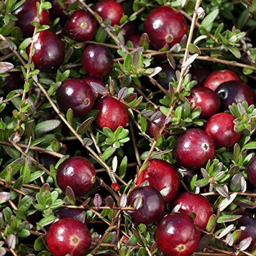 Cranberry (Moosbeere), 3 Pflanzen - 2