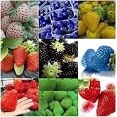 9 Farklı Renkte &Ccedil;ilek Tohumu 36 Adet Tohum
