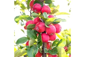 YouGarden Mini Apple Tree 'Malus Appletini', Established Plant in 13cm Pot, Apple Tree for Small Gardens, Grow Your Own Fruit, Garden Ready to Plant Out Now