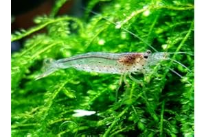 USCAPE Caridinia multidentata Japonica - Amano Shrimp - Algae Eater - DNZ - Algae Eater for Your Aquarium (Pack of 30, M)