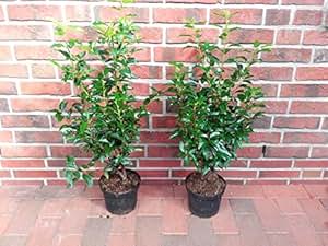 10 Lorbeer-Kirschen, Pflanzen, Höhe: 70-80 cm ab Topf, Portugiesischer ...
