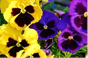 PLUGPLANTS.NET South Eastern Horticultural Pack x12 Winter Pansy 'Winter Flowering Mix Perennial Garden Plug Plants