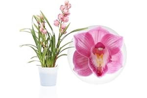 DUTCH BULBS EXCLUSIVE PLANTS FROM HOLLAND Orchidée Cymbidium Rose - 1 Plante Intérieur Naturelle - 60-70 cm - Pot de 14 cm - Avec fleurs et parfumée - Naturelle Plante de Hollande (pas de graines, non artificiellele)