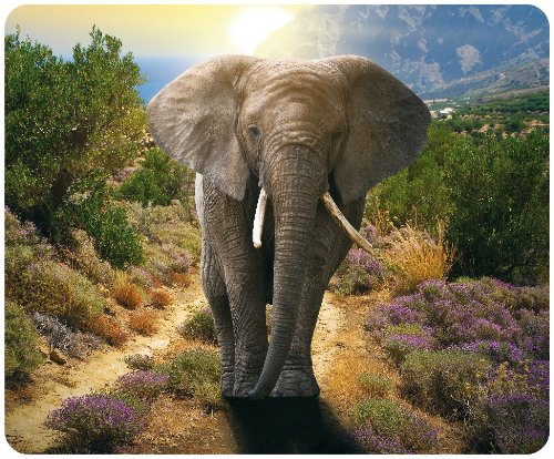 "IMPOSANTER ELEFANTEN-BULLE" (MOTIV 29 - AFRIKA): Tier-Mousepad Elephant / Mauspad - Qualitäts-Mousepad aus extrem reissfestem Spezialkautschuk mit stark haftender Unterseite für optimalen Halt - kompatibel für alle Maustypen