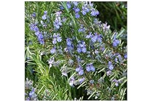 GARDENEXPERT Rosmarinus officinalis 'Tuscan Blue' 15cm Pot Size