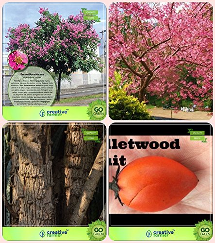 Creative Farmer Seeds For Garden Tree Queen Crape Myrtle,Prunus Puddum,Caesalpinia Sappan,Mamosa -Elangi Combo For Home Garden Flower Tree & Ornamental Tree & Shade Tree & Fruit Seeds Seeds