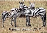 Wildnis Kenia 2019 (Wandkalender 2019 DIN A3 quer): Ein Muß für jeden der die Tierwelt Afrikas liebt. (Monatskalender, 14 Seiten ) (CALVENDO Tiere) by 