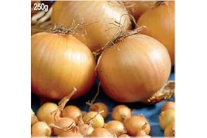 SCHONE PRODUCTS (UK) 250 Grams x Onion Sets Radar- Outstanding Performer -Mild Crisp Flavour- for a Beautiful Kitchen Garden