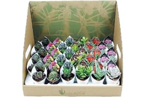 VERDECORA Lote 20 Cactus y Crasas naturales Ø5cm…