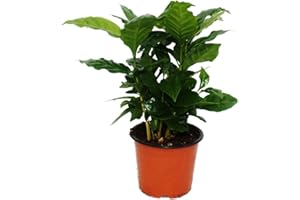 EXOTENHERZ Coffee Plant (Coffea Arabica) - 1 Plant - Houseplant
