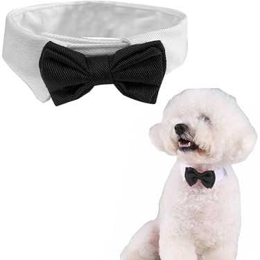PetFavorites Hundehalsband Mit Geranien-Fliege – Verstellbar, Mit Glöckchen & Perlen, Für Kleine Hunde & Katzen