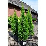 Amazon.de: Garten- & Balkonpflanzen: Garten: Hecken