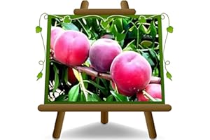 EURO PLANTS VIVAI Pêcher à pulpe Rouge de la vigne plante fruitière plante fruitière en pot 20 cm hauteur 150-170 cm - Âge 2 ans